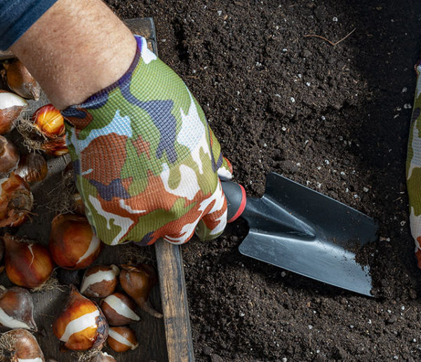 C'est le moment de planter les bulbes pour un jardin fleuri au printemps !