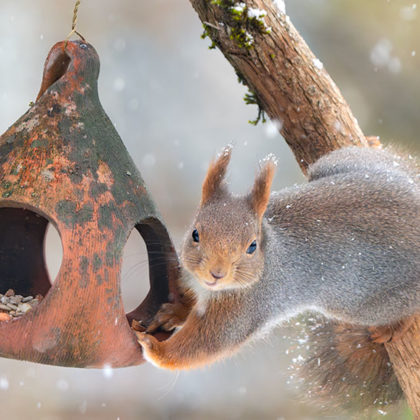 Hiver : Comment protéger du froid les animaux de son jardin ?