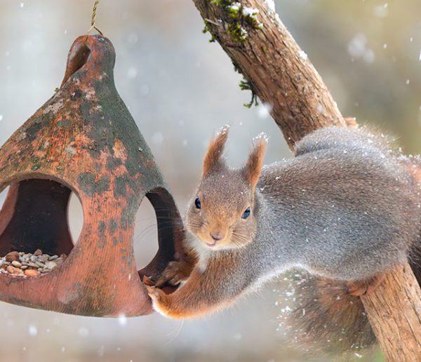 Hiver : Comment protéger du froid les animaux de son jardin ?