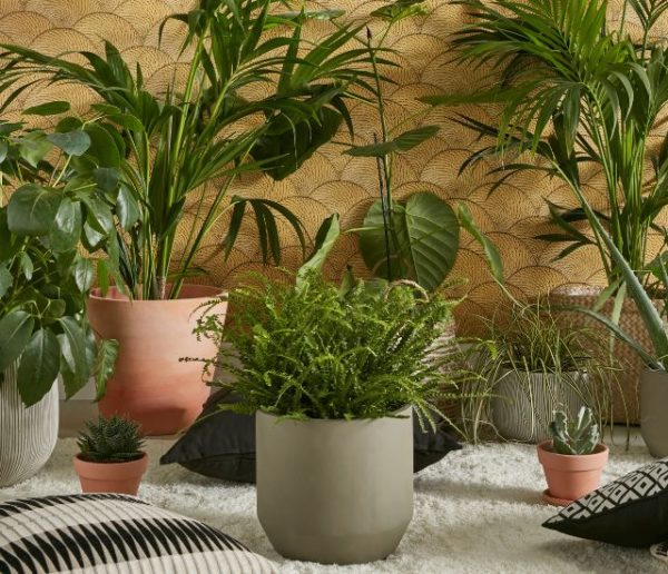 5 erreurs à éviter pour que vos plantes d'intérieur ne meurent pas cet hiver !