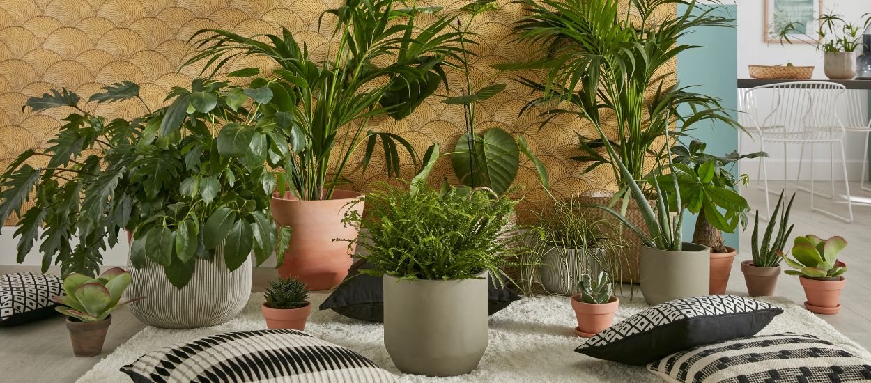 5 erreurs à éviter pour que vos plantes d'intérieur ne meurent pas cet hiver !