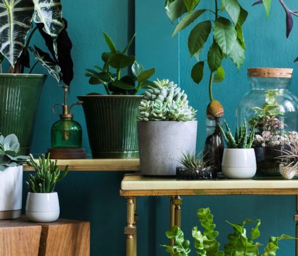 Jardinage d'intérieur en hiver : Comment créer une oasis verte chez soi ?