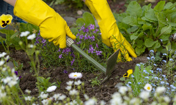 L'astuce infaillible pour ne plus avoir à désherber son jardin !