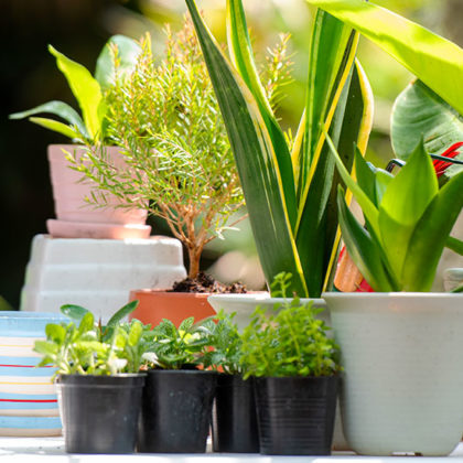 Sortir ses plantes d'intérieur à l'extérieur en toute sécurité : les étapes clés pour une acclimatation réussie
