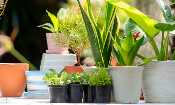 Sortir ses plantes d'intérieur à l'extérieur en toute sécurité : les étapes clés pour une acclimatation réussie