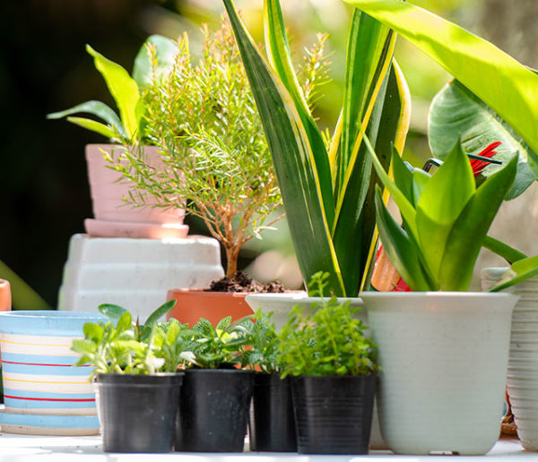 Sortir ses plantes d'intérieur à l'extérieur en toute sécurité : les étapes clés pour une acclimatation réussie