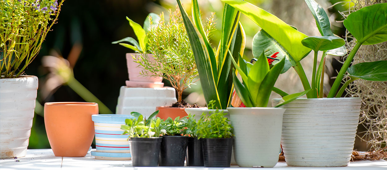 Sortir ses plantes d'intérieur à l'extérieur en toute sécurité : les étapes clés pour une acclimatation réussie