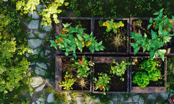 Comment imaginer un jardin durable (dans lequel il ne faudra pas racheter toutes vos plantes d'une année sur l'autre) ?