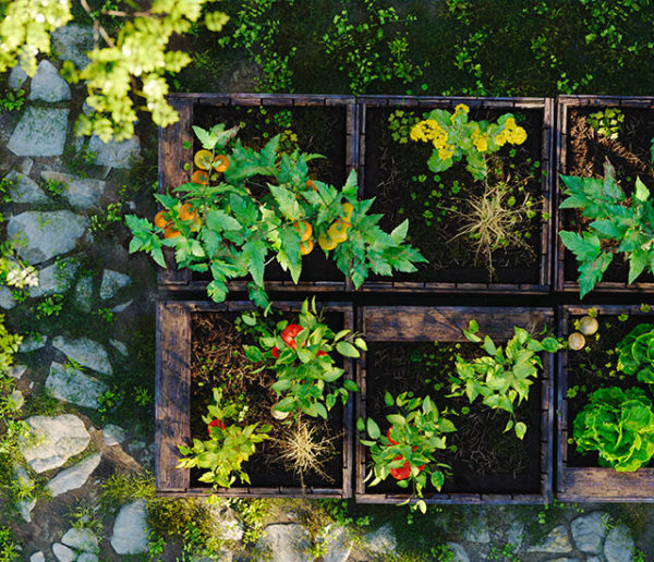 Plantes, Fleurs, Animaux
