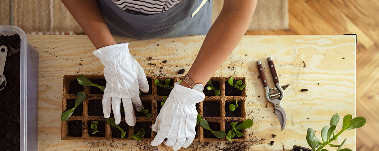 5 techniques (simples et gratuites) pour multiplier vos plantes au printemps