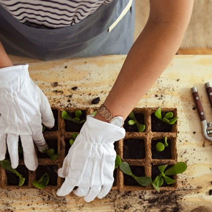 5 techniques (simples et gratuites) pour multiplier vos plantes au printemps