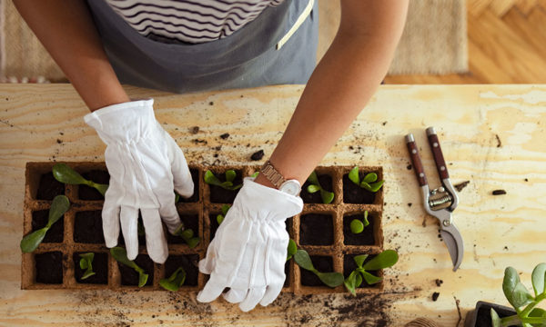 5 techniques (simples et gratuites) pour multiplier vos plantes au printemps