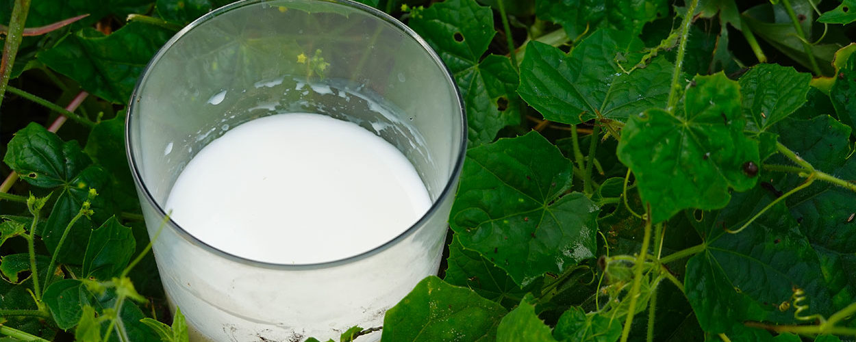 Astuce insolite : recycler du lait périmé dans le jardin !