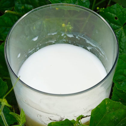 Astuce insolite : recycler du lait périmé dans le jardin !