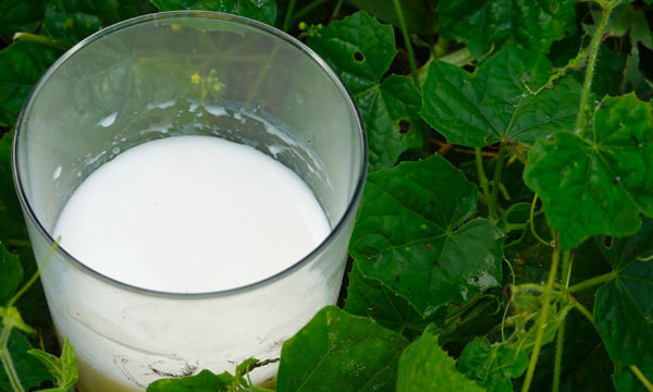 Astuce insolite : recycler du lait périmé dans le jardin !
