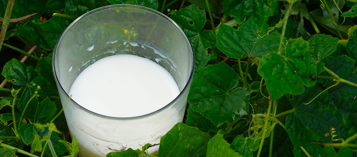 Astuce insolite : recycler du lait périmé dans le jardin !