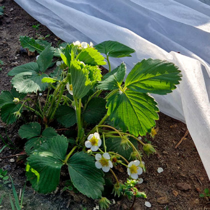 Saints de Glace : protégez vos jeunes plants des dernières gelées !