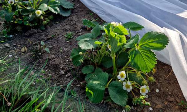 Saints de Glace : protégez vos jeunes plants des dernières gelées !