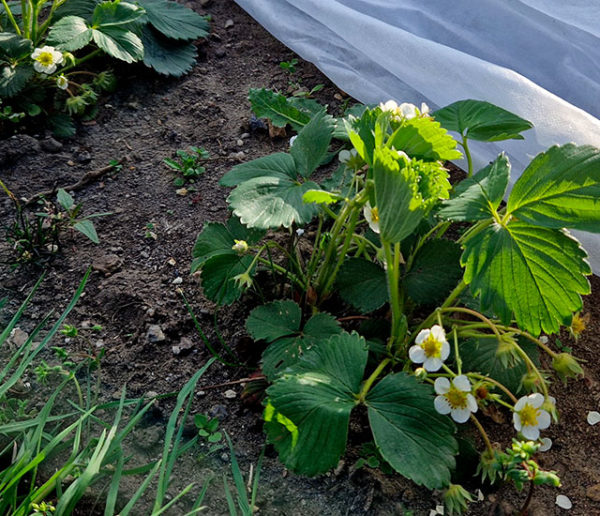 Saints de Glace : protégez vos jeunes plants des dernières gelées !
