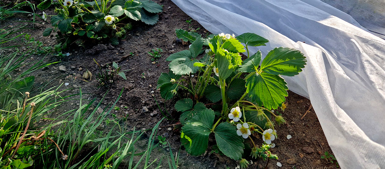 Saints de Glace : protégez vos jeunes plants des dernières gelées !
