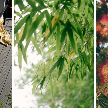 Quels arbustes choisir pour faire de l'ombre sur une terrasse ?