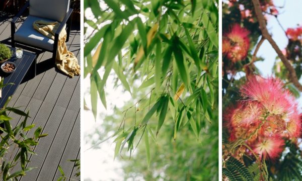Quels arbustes choisir pour faire de l'ombre sur une terrasse ?