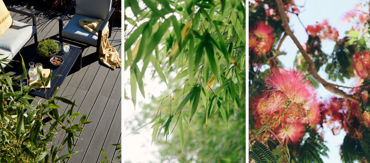 Quels arbustes choisir pour faire de l'ombre sur une terrasse ?