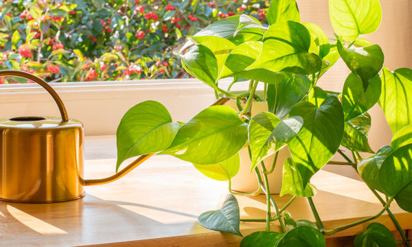Le top des plantes d'intérieur à chouchouter dès les beaux jours