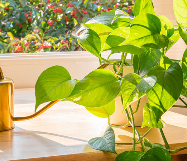 plante-d'intérieur