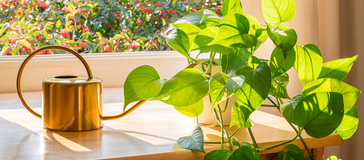 Le top des plantes d'intérieur à chouchouter dès les beaux jours