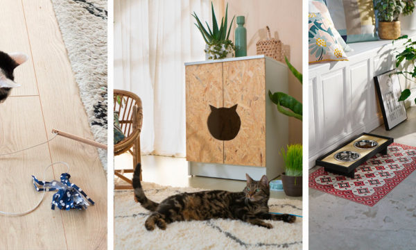 Best of : 8 tutos pour occuper son chat pendant les vacances