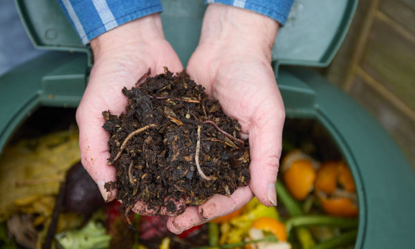Compost : qui sont les petites bêtes qui transforment vos déchets en or ?