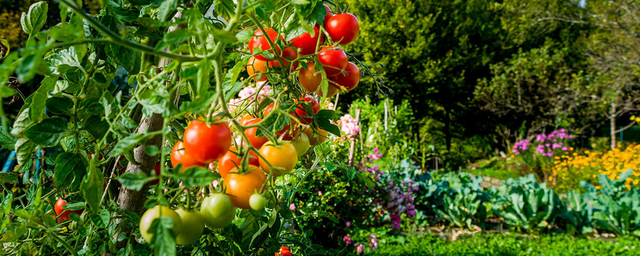 Ces astuces super simples pour un potager sans arrosage (ou presque)