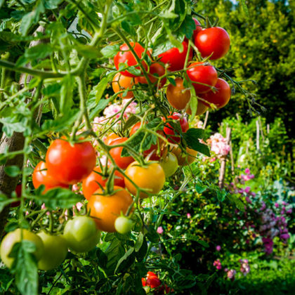 Ces astuces super simples pour un potager sans arrosage (ou presque)