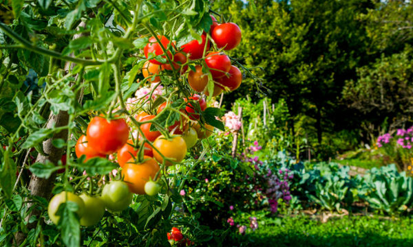 Ces astuces super simples pour un potager sans arrosage (ou presque)