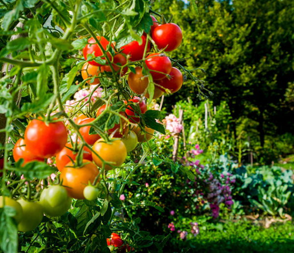 Ces astuces super simples pour un potager sans arrosage (ou presque)