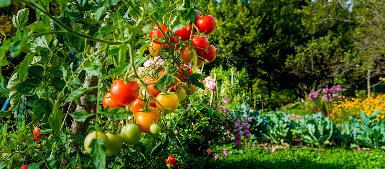 Ces astuces super simples pour un potager sans arrosage (ou presque)
