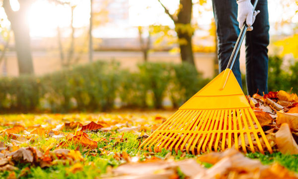 Check-list automnale pour votre jardin : entretien sans stress avant l'hiver