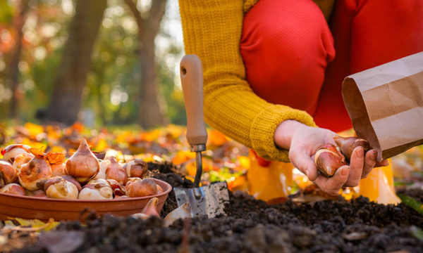 6 astuces futées pour préparer l'automne et avoir moins d'entretien au jardin