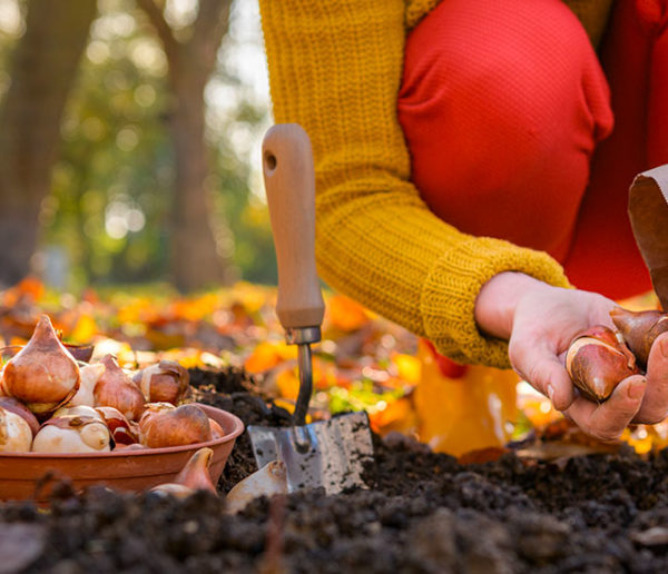 jardin-d-automne