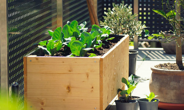 Comment transformer votre balcon en garde-manger à l'automne
