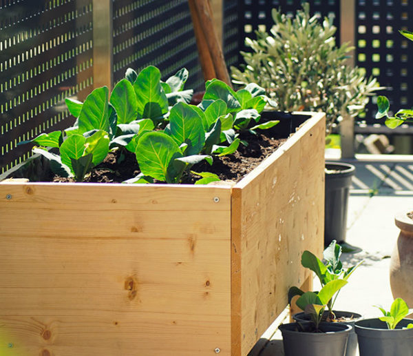 prendre-soin-de-ses-plantes