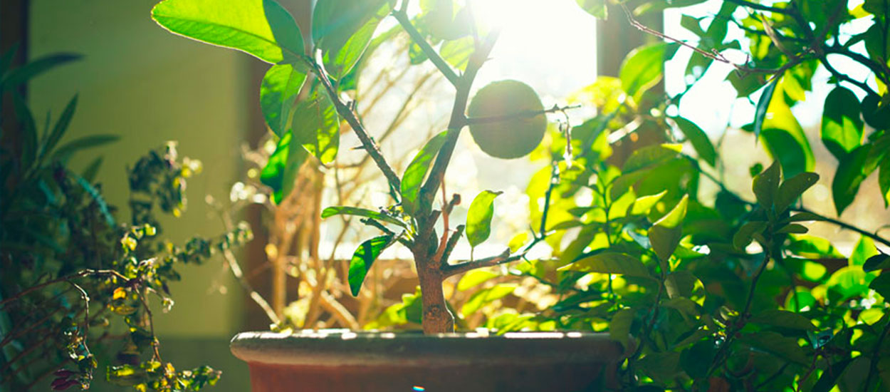 Quelles plantes rentrer à l'intérieur en automne ?