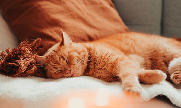 Ces accessoires tout doux pour contrer le retour du froid